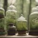 anti aging herbs revealed
