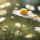 chamomile flowers used medicinally