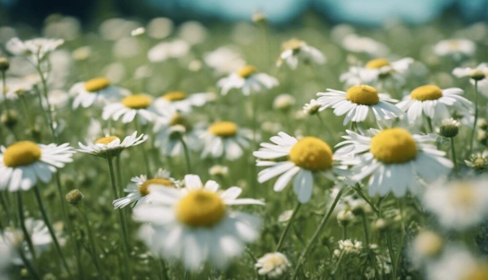 exploring the world of herbalism