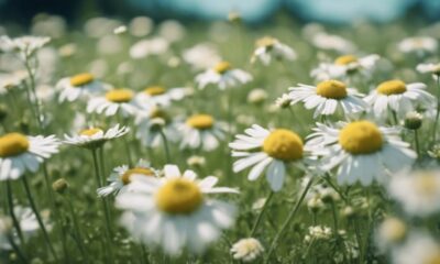 exploring the world of herbalism