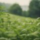 ginseng ancient healing power