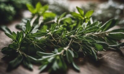 herbal remedies for focus