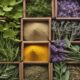 herbs for dementia prevention