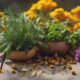 herbs for serotonin boost