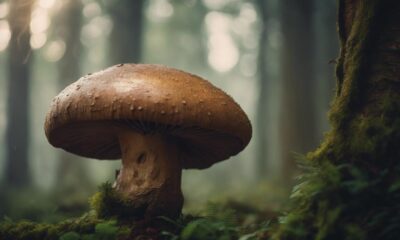 unlocking reishi mushroom benefits