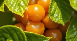 amla boosts skin vitality