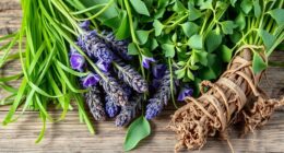 herbal support for bone health