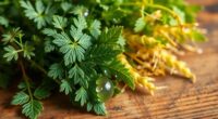herbs boosting collagen synthesis