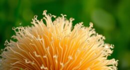 mushroom boosts mental clarity