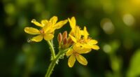 st john s wort debate