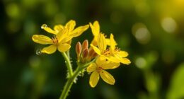 st john s wort debate