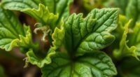 traditional bone healing remedy