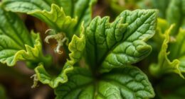 traditional bone healing remedy