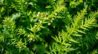 valerian root for relaxation