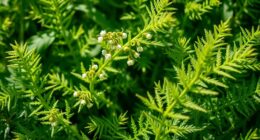 valerian root for relaxation