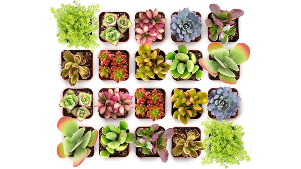 20 succulents in pack