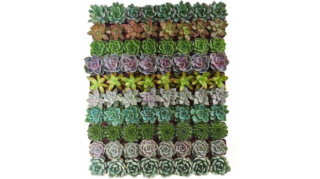 32 assorted rosette succulents