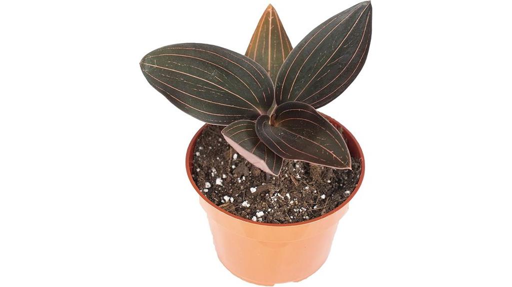 black jewel orchid plant