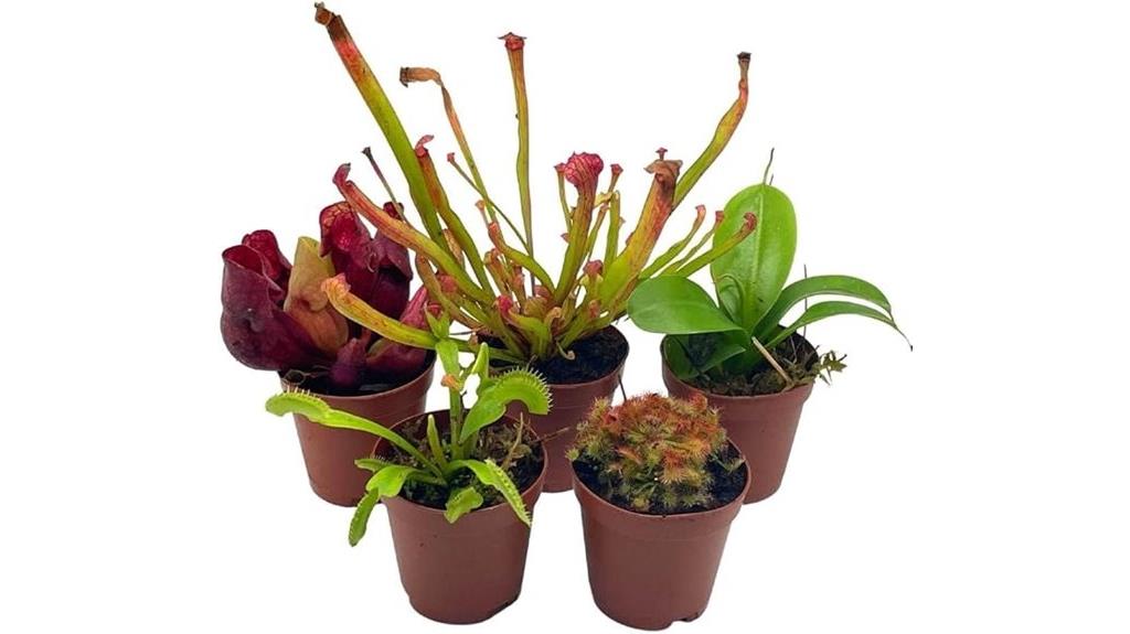 carnivorous plant collection