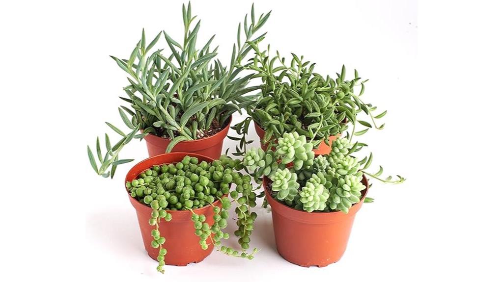 hanging succulent plant pack
