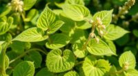 herbal remedy promotes bone growth