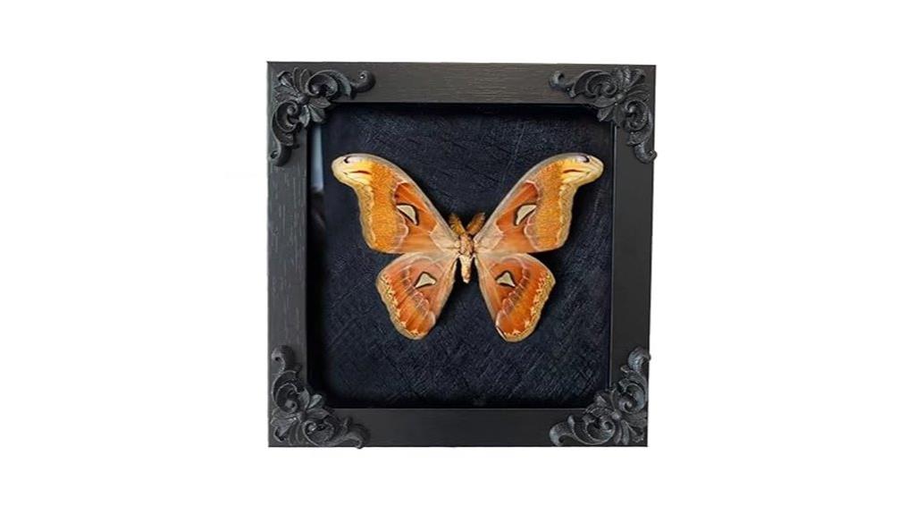 insect display with foam