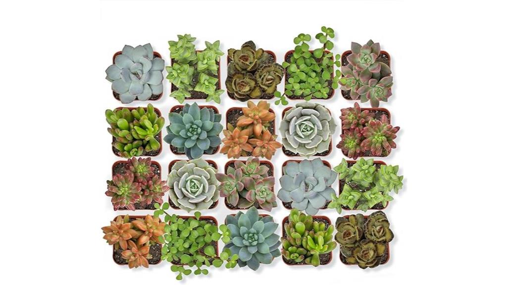 live succulent plant pack