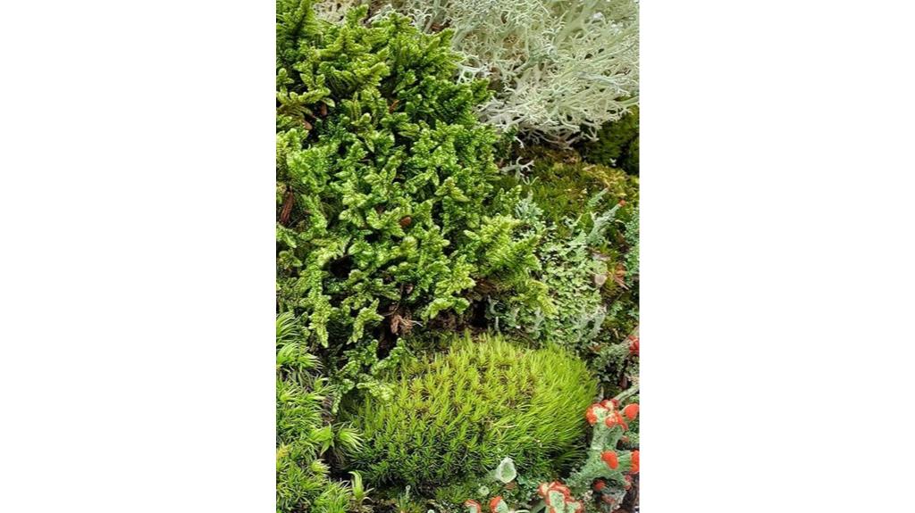 mini fairy garden kit