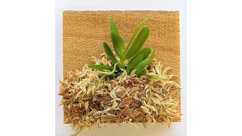 miniature orchid bloom display