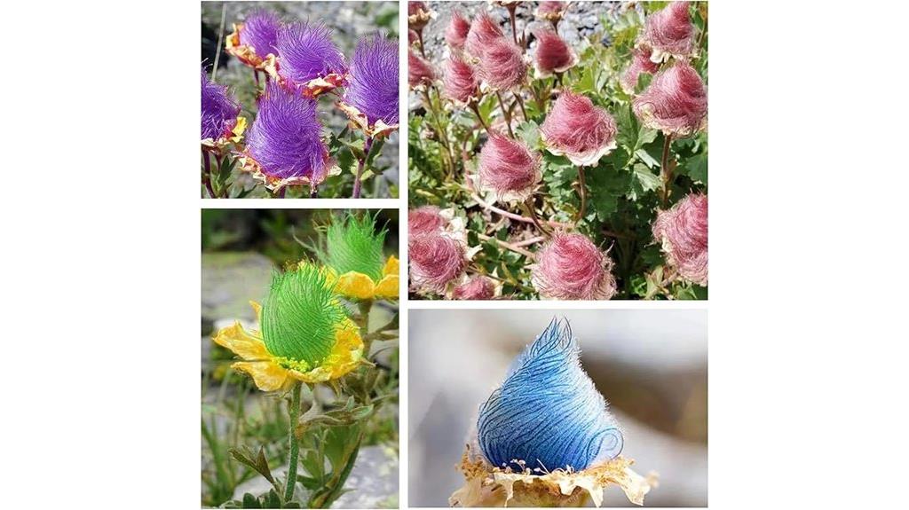 over 100 prairie smoke seeds
