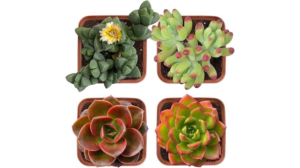 pack of four live succulents