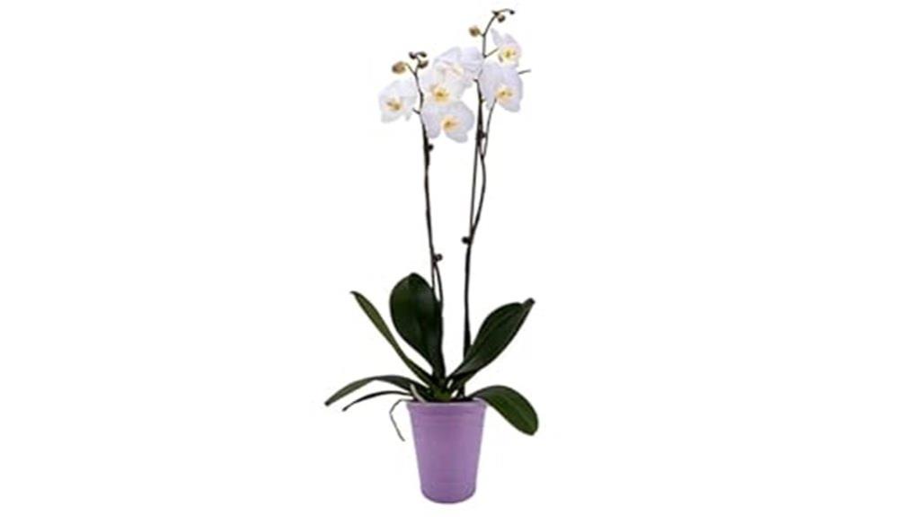 premium orchid with five blooms