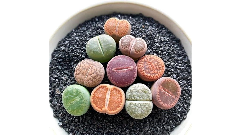 rare large succulent mix