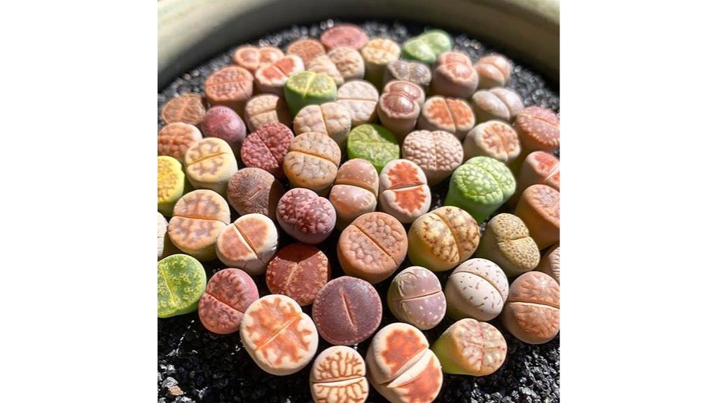 rare lithops succulent pack