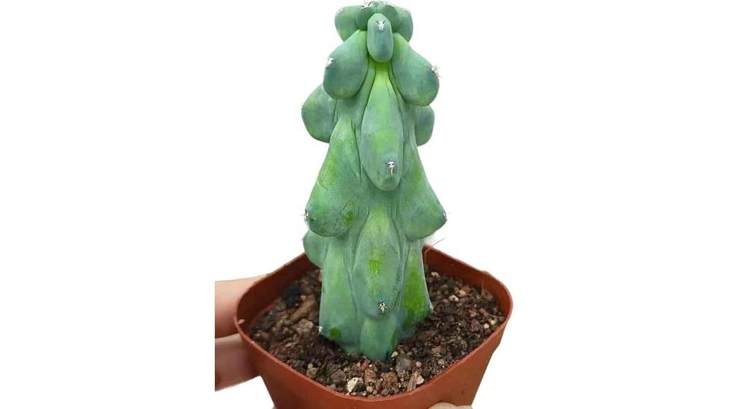 small indoor succulent plant