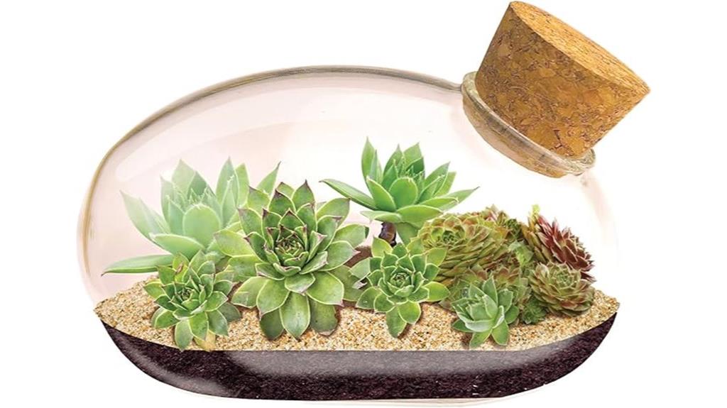 succulent mouse plant kit