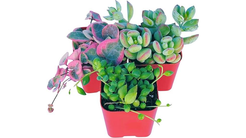 three succulents with planters