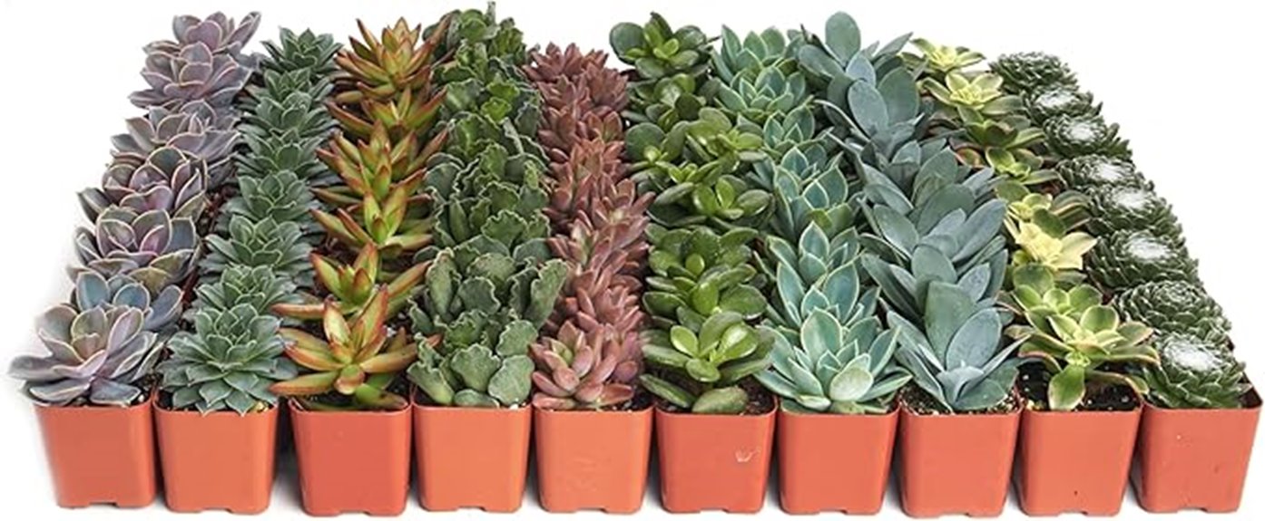 variety succulent plant pack