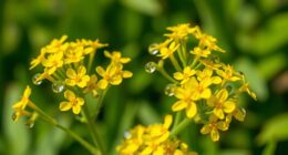 evaluating st john s wort