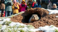 groundhog predicts spring arrival
