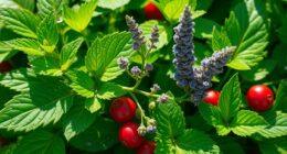 herbal remedies for vitality