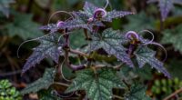 commonly misunderstood herbal plants