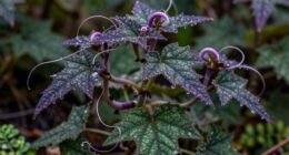 commonly misunderstood herbal plants