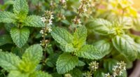 herbal knowledge through history
