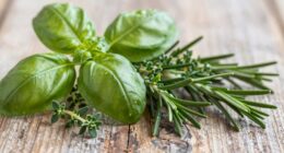 herbs for stability and balance