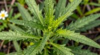 native american medicinal plants