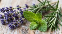 relaxing herbs for focus