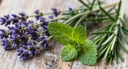 relaxing herbs for focus