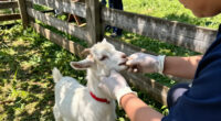 Baby Goats From A Traveling Petting Zoo Test Positive For Rabies